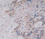 Colony Stimulating Factor 1, Macrophage (Mcsf) Polyclonal Antibody, Cat#CAU28653