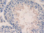 DAB staining on IHC-P; Samples: Mouse Testis Tissue; Primary Ab: 20µg/ml Rabbit Anti-Mouse MCP3 Antibody Second Ab: 2µg/mL HRP-Linked Caprine Anti-Rabbit IgG Polyclonal Antibody