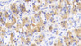 DAB staining on IHC-P; Samples: Porcine Stomach Tissue;  Primary Ab: 20μg/ml Rabbit Anti-Porcine MCP1 Antibody Second Ab: 2µg/mL HRP-Linked Caprine Anti-Rabbit IgG Polyclonal Antibody 
