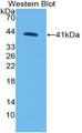 Western Blot; Sample: Recombinant protein.