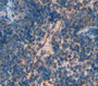 Selectin, Leukocyte (Sell) Polyclonal Antibody, Cat#CAU28669