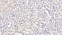 DAB staining on IHC-P; Samples: Mouse Kidney Tissue; Primary Ab: 20μg/ml Rabbit Anti-Mouse LEP Antibody Second Ab: 2µg/mL HRP-Linked Caprine Anti-Rabbit IgG Polyclonal Antibody