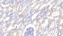 DAB staining on IHC-P; Samples: Bovine Kidney Tissue; Primary Ab: 20μg/ml Rabbit Anti-Bovine LEP Antibody Second Ab: 2µg/mL HRP-Linked Caprine Anti-Rabbit IgG Polyclonal Antibody