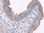 DAB staining on IHC-P; Samples: Mouse Uterus Tissue; Primary Ab: 10µg/ml Rabbit Anti-Mouse LEPR Antibody Second Ab: 2µg/mL HRP-Linked Caprine Anti-Rabbit IgG Polyclonal Antibody