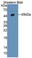 Western Blot; Sample: Recombinant protein.