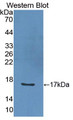 Western Blot; Sample: Recombinant protein.