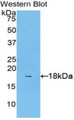 Western Blot; Sample: Recombinant protein.