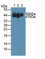 Western Blot; Sample: Lane1: Mouse Brian Tissue; Lane2: Mouse Cerebellum Tissue; Lane3: Mouse Heart Tissue.