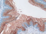 Figure. DAB staining on IHC-P; Samples: Mouse Stomach Tissue.