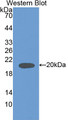 Western Blot; Sample: Recombinant IL18, Rat.