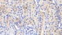 DAB staining on IHC-P; Samples: Porcine Kidney Tissue; Primary Ab: 20μg/ml Rabbit Anti-Porcine IL18 Antibody Second Ab: 2µg/mL HRP-Linked Caprine Anti-Rabbit IgG Polyclonal Antibody