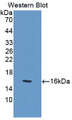 Western Blot; Sample: Recombinant protein.