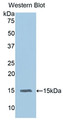 Western Blot; Sample: Recombinant protein.