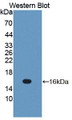 Western Blot; Sample: Recombinant protein.