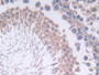 DAB staining on IHC-P; Samples: Rat Testis Tissue; Primary Ab: 30µg/ml Rabbit Anti-Rat IL12A Antibody Second Ab: 2µg/mL HRP-Linked Caprine Anti-Rabbit IgG Polyclonal Antibody