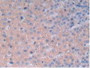 DAB staining on IHC-P; Samples: Rat Adrenal Gland Tissue