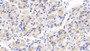 DAB staining on IHC-P; Samples: Porcine Stomach Tissue; Primary Ab: 20μg/ml Rabbit Anti-Porcine IL12A Antibody Second Ab: 2µg/mL HRP-Linked Caprine Anti-Rabbit IgG Polyclonal Antibody