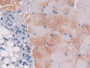 DAB staining on IHC-P; Samples: Mouse Skeletal muscle Tissue;  Primary Ab: 30µg/ml Rabbit Anti-Mouse