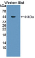 Western Blot; Sample: Recombinant protein.