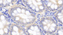 DAB staining on IHC-P; Samples: Canine Colon Tissue; Primary Ab: 20μg/ml Rabbit Anti-Canine IL10 Antibody Second Ab: 2µg/mL HRP-Linked Caprine Anti-Rabbit IgG Polyclonal Antibody