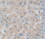 Insulin Like Growth Factor Binding Protein 1 (Igfbp1) Polyclonal Antibody, Cat#CAU28828