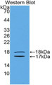 Western Blot; Sample: Recombinant protein.