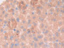 DAB staining on IHC-P; Samples: Mouse Liver Tissue.