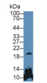 Western Blot; Sample: Mouse Cerebrum lysate; Primary Ab: 5µg/ml Rabbit Anti-Human GH Antibody Second Ab: 0.2µg/mL HRP-Linked Caprine Anti-Rabbit IgG Polyclonal Antibody