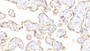 DAB staining on IHC-P; Samples: Human Placenta Tissue;  Primary Ab: 20μg/ml Rabbit Anti-Human GH Antibody Second Ab: 2µg/mL HRP-Linked Caprine Anti-Rabbit IgG Polyclonal Antibody 