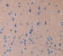 Glial Cell Line Derived Neurotrophic Factor (Gdnf) Polyclonal Antibody, Cat#CAU28875