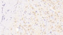 DAB staining on IHC-P; Samples: Human Cerebrum Tissue;  Primary Ab: 20μg/ml Rabbit Anti-Human NAP3 Antibody Second Ab: 2µg/mL HRP-Linked Caprine Anti-Rabbit IgG Polyclonal Antibody 