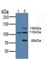 Western Blot; Sample: Lane1: Human K562 Cells; Lane2: Human HepG2 Cells.