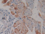 DAB staining on IHC-P; Samples: Mouse Skeletal muscle Tissue; Primary Ab: 10µg/ml Rabbit Anti-Mouse Flt3 Antibody Second Ab: 2µg/mL HRP-Linked Caprine Anti-Rabbit IgG Polyclonal Antibody