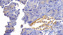 DAB staining on IHC-P. Samples: Mouse Tissue)