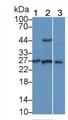 Western Blot; Sample: Lane1: 293T cell lysate; Lane2: 293F cell lysate; Lane3: Mouse Skeletal muscle lysate; Primary Ab: 3μg/ml Rabbit Anti-Rat FGF6 Antibody; Second Ab: 0.2µg/mL HRP-Linked Caprine Anti-Rabbit IgG Polyclonal Antibody;