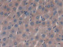 DAB staining on IHC-P; Samples: Rat Liver Tissue; Primary Ab: 30µg/ml Rabbit Anti-Rat IFNa Antibody Second Ab: 2µg/mL HRP-Linked Caprine Anti-Rabbit IgG Polyclonal Antibody