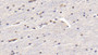 DAB staining on IHC-P; Samples: Caprine Cerebrum Tissue; Primary Ab: 20μg/ml Rabbit Anti-Ovine IFNa Antibody Second Ab: 2µg/mL HRP-Linked Caprine Anti-Rabbit IgG Polyclonal Antibody