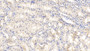 DAB staining on IHC-P; Samples: Caprine Kidney Tissue;  Primary Ab: 20μg/ml Rabbit Anti-Ovine IFNa Antibody Second Ab: 2µg/mL HRP-Linked Caprine Anti-Rabbit IgG Polyclonal Antibody 
