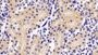 DAB staining on IHC-P; Samples: Mouse Kidney Tissue;  Primary Ab: 10μg/ml Rabbit Anti-Mouse IFNa Antibody Second Ab: 2µg/mL HRP-Linked Caprine Anti-Rabbit IgG Polyclonal Antibody 