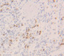 Interferon Alpha (Ifna) Polyclonal Antibody, Cat#CAU28910