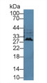 Western Blot; Sample: Cavia Cerebrum lysate; Primary Ab: 2µg/mL Rabbit Anti-Cavia IFNa Antibody Second Ab: 0.2µg/mL HRP-Linked Caprine Anti-Rabbit IgG Polyclonal Antibody
