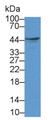 Western Blot; Sample: Hela cell lysate; Primary Ab: 1μg/ml Rabbit Anti-Human FASL Antibody; Second Ab: 0.2µg/mL HRP-Linked Caprine Anti-Rabbit IgG Polyclonal Antibody;