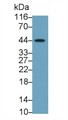 Western Blot; Sample: Rat Liver lysate; Primary Ab: 1.5μg/ml Rabbit Anti-Mouse FAS Antibody; Second Ab: 0.2µg/mL HRP-Linked Caprine Anti-Rabbit IgG Polyclonal Antibody;