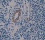 Endocrine Gland Derived Vascular Endothelial Growth Factor (Eg-Vegf) Polyclonal Antibody, Cat#CAU28956