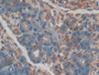 DAB staining on IHC-P; Samples: Rat Pancreas Tissue; Primary Ab: 20µg/ml Rabbit Anti-Rat PROCR Antibody Second Ab: 2µg/mL HRP-Linked Caprine Anti-Rabbit IgG Polyclonal Antibody