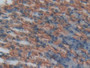 DAB staining on IHC-P; Samples: Mouse Stomach Tissue; Primary Ab: 20µg/ml Rabbit Anti-Mouse PROCR Antibody Second Ab: 2µg/mL HRP-Linked Caprine Anti-Rabbit IgG Polyclonal Antibody