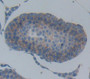 E-Cadherin Polyclonal Antibody, Cat#CAU28965