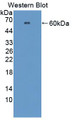 Western Blot; Sample: Recombinant protein.