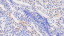 DAB staining on IHC-P; Samples: Porcine Kidney Tissue;  Primary Ab: 20μg/ml Rabbit Anti-Porcine BMP4 Antibody Second Ab: 2µg/mL HRP-Linked Caprine Anti-Rabbit IgG Polyclonal Antibody 