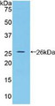 Western Blot; Sample: Recombinant BMP2, Rat.